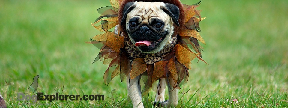 Funny Pug Picture