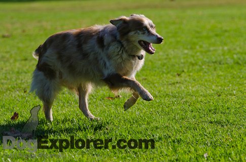 Australian Shepherd Pictures