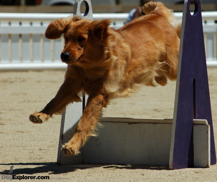 Flyball Supersonics DAWG Working Dog Fundraiser Golden Retriever Dog Picture