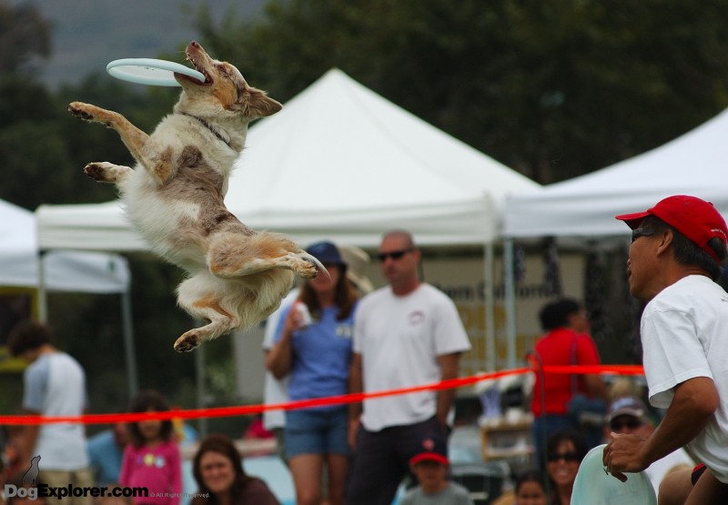 flying disc Australian Shepherd Dog Pictures Ventura Pooch Parade 2008