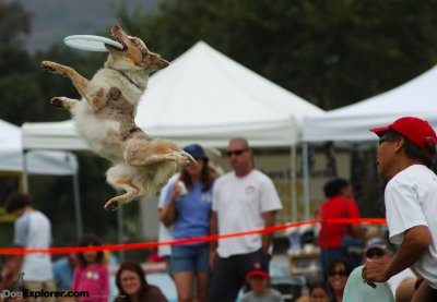 Pooch Parade