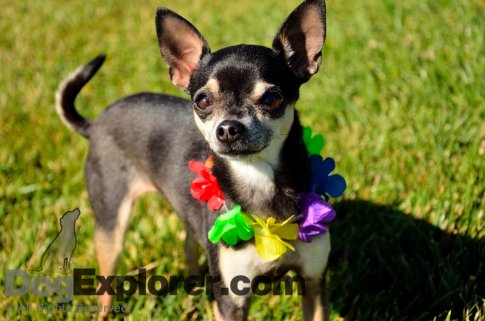 Ventura Pooch Parade