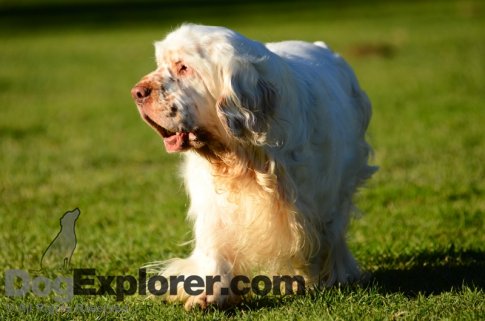 Clumber Spaniel Dog Pictures
