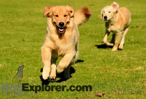 Golden Retriever Pictures