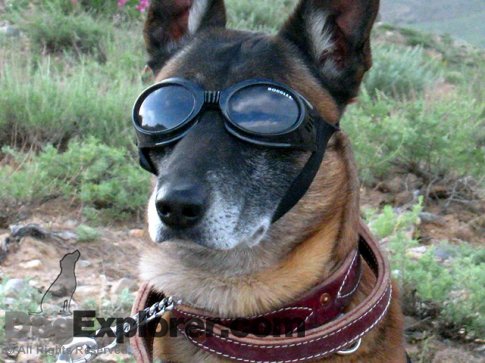 Military Working Dog Wearing Doggles In Afghanistan