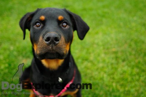 World's Cutest Puppy Picture - Rottweiler Puppy