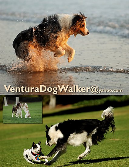 ventura dog walker
