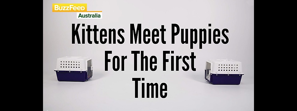 Kittens Meet Puppies For The First Time Funny Video – BuzzFeed