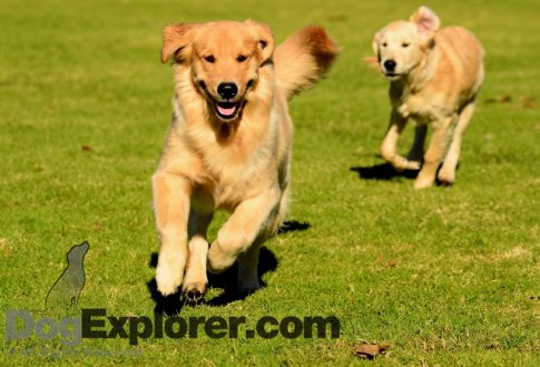 Golden Retriever Puppy Picture